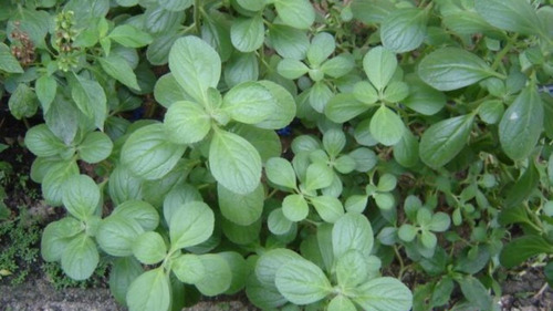 Plectranthus Ornatus Phitoteca